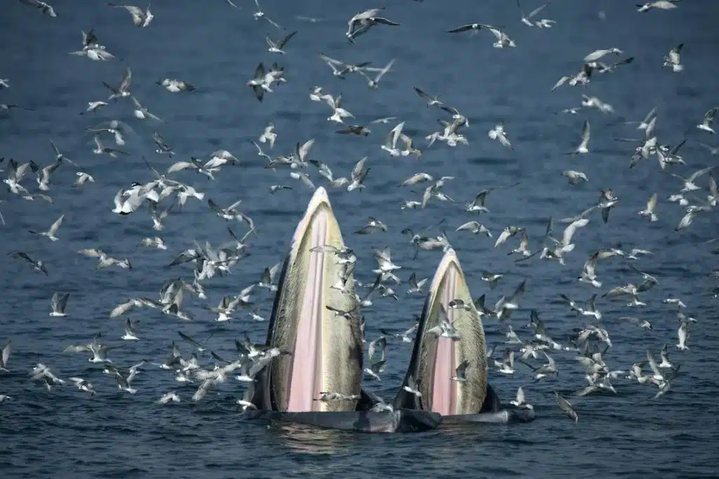 sailors rescued after whale collision