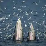 sailors rescued after whale collision