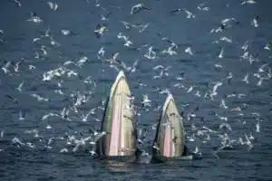 sailors rescued after whale collision
