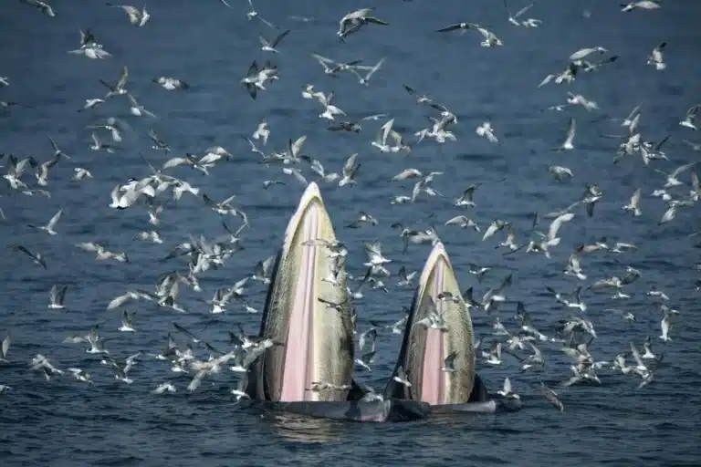 sailors rescued after whale collision