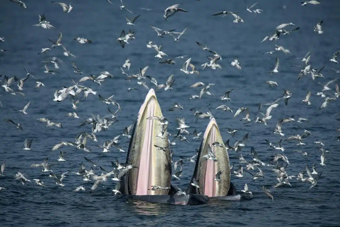 Sailors Defy Odds After Sperm Whale Capsizes Vessel