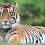 tiger attack yorkshire