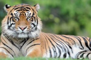 tiger attack yorkshire