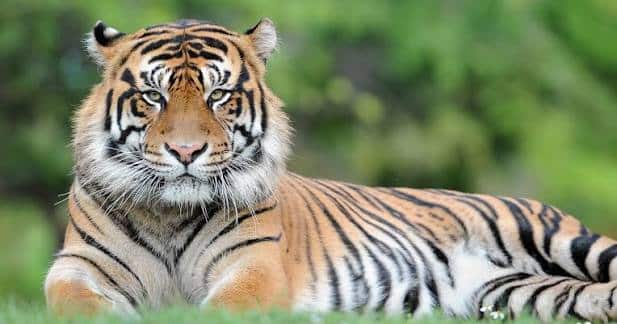 tiger attack yorkshire